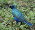 /album/photo-gallery-homepage/lesser-blue-eared-glossy-starling-2-jpg/